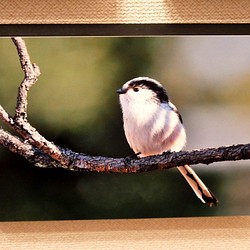 A5サイズの野鳥写真パネルその９ 1枚目の画像