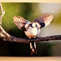 A３サイズの野鳥写真パネルその６ 1枚目の画像