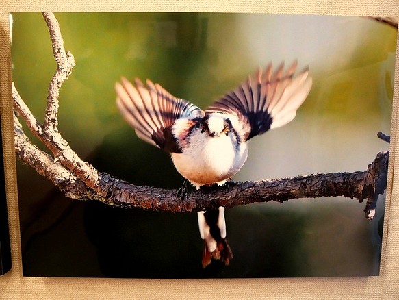 A３サイズの野鳥写真パネルその６ 1枚目の画像