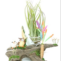 流木と特大エアプランツのオブジェ(フクロウ がペアに、かわいい猫じゃらしもプラスしました。) 1枚目の画像