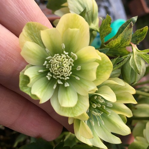 クリスマスローズ原種デュメトラムダブル その他インテリア雑貨 植花夢 通販 Creema クリーマ ハンドメイド 手作り クラフト作品の販売サイト