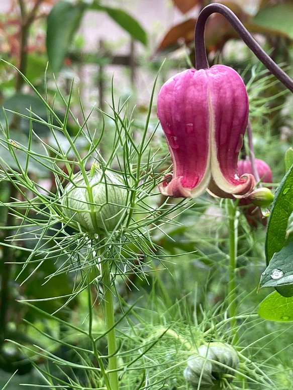 赤系壺型クレマチス10粒 多肉植物 植花夢 通販｜Creema(クリーマ)