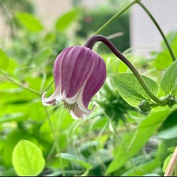 ピンク壺型クレマチス10粒 多肉植物 植花夢 通販｜Creema(クリーマ)