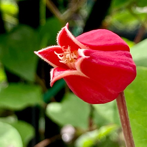 赤系壺型クレマチス５粒 多肉植物 植花夢 通販｜Creema(クリーマ)