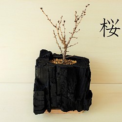 桜の盆栽｜炭の器に入った盆栽です 1枚目の画像