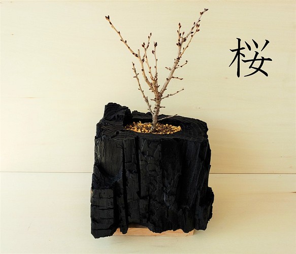 桜の盆栽｜炭の器に入った盆栽です 1枚目の画像