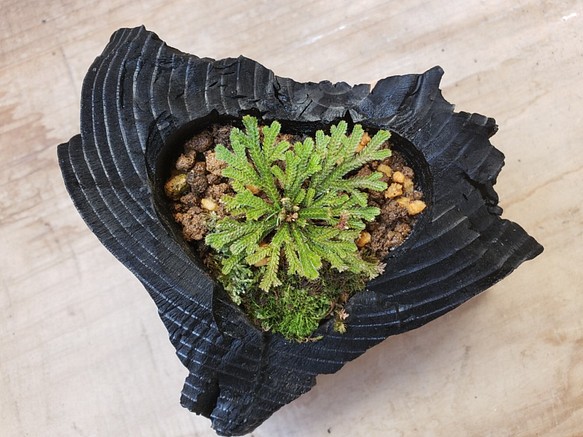 岩檜葉(イワヒバ)の盆栽｜炭の器に入った盆栽です 1枚目の画像
