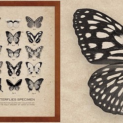 アンティーク風「蝶標本ポスター」 A4フレーム付き 1枚目の画像