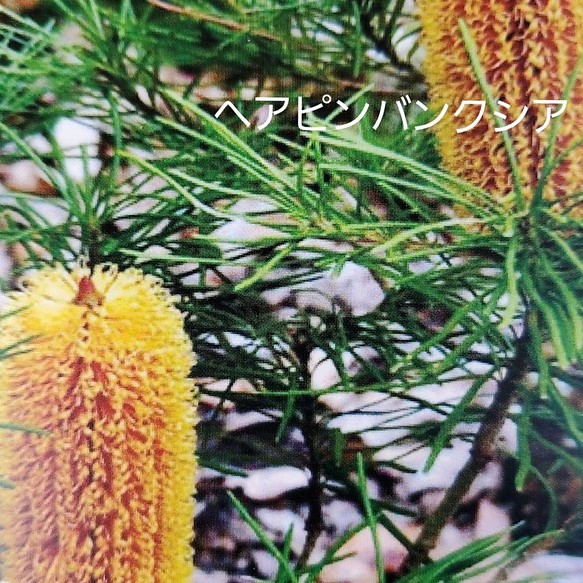 バンクシア ヘアピン 花苗 １ポット - 植物/観葉植物