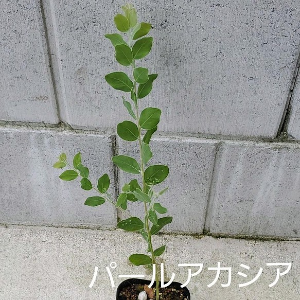 パールアカシア　ポット苗　観葉植物　 1枚目の画像