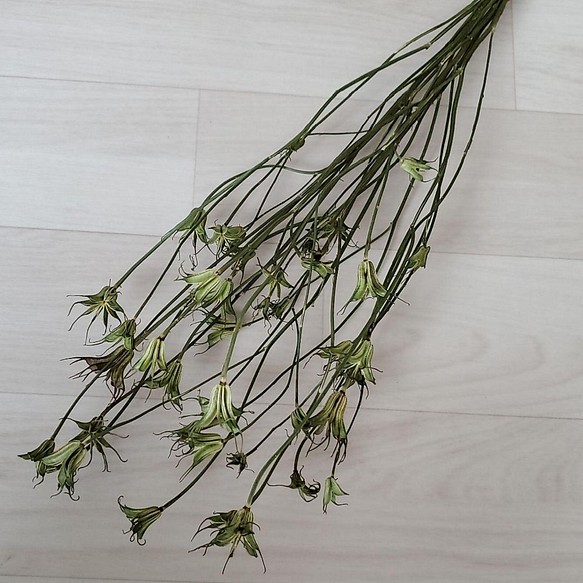 ②  ニゲラドライフラワー　花材　ガーランド　リース