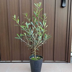 大きめ オリーブの苗木 エルグレコ 鉢植え シンボルツリーに その他インテリア雑貨 Fleurir フルリール 通販 Creema クリーマ ハンドメイド 手作り クラフト作品の販売サイト