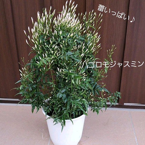 花見頃を迎えます ハゴロモジャスミン 鉢植え フラワー リース Fleurir フルリール 通販 Creema クリーマ ハンドメイド 手作り クラフト作品の販売サイト