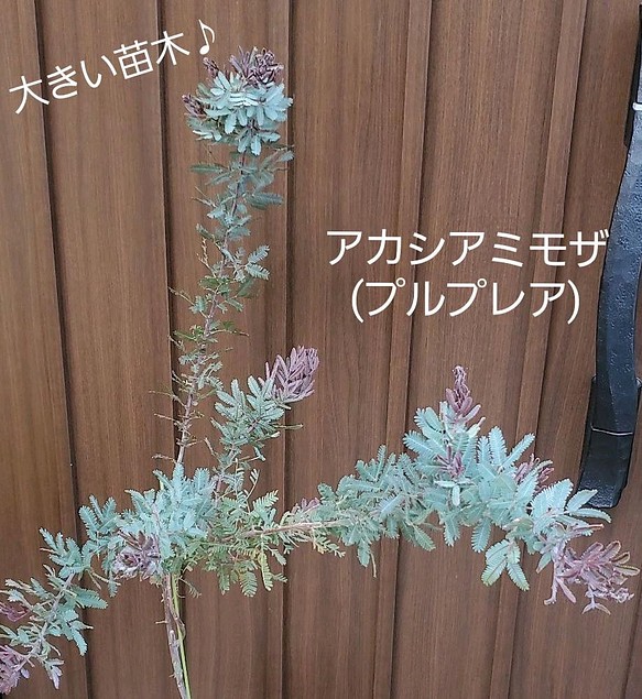 大きめ苗木 ミモザアカシア プルプレア 鉢植え 観葉植物 シンボルツリー フラワー リース Fleurir フルリール 通販 Creema クリーマ ハンドメイド 手作り クラフト作品の販売サイト