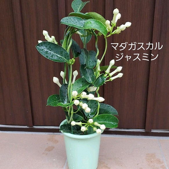 可憐な白い花 マダガスカルジャスミン 観葉植物鉢植え ツル性 フラワー リース Fleurir フルリール 通販 Creema クリーマ ハンドメイド 手作り クラフト作品の販売サイト