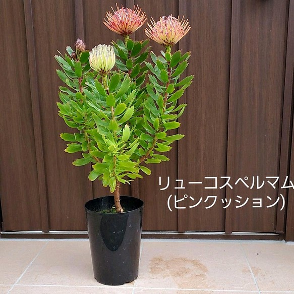 最安 リューコスペルマム カーニバルコッパー ピンクッション オージープランツ 植物 観葉植物 Gramon Com Py