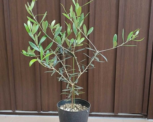 大きめ オリーブの木 ネバディロブランコ 鉢植え 苗木 観葉植物