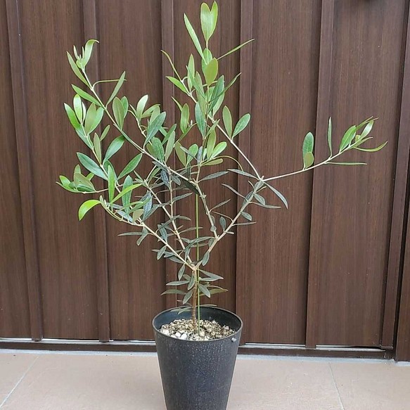大きめ♪オリーブの木 ネバディロブランコ 鉢植え 苗木 観葉植物