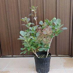 ふわふわ♪可愛いスモークツリー(リトルルビー)苗　鉢植え 1枚目の画像
