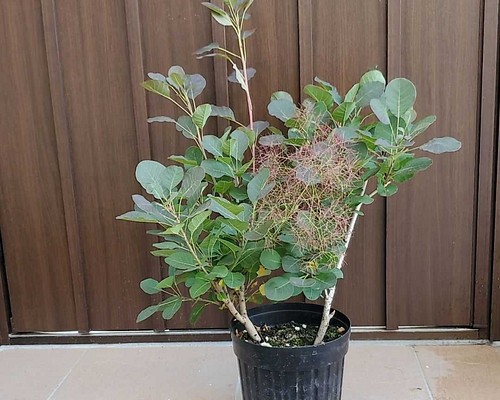 ふわふわ♪可愛いスモークツリー(リトルルビー)苗　鉢植え