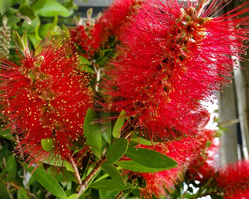 カリステモン(金宝樹) ブラシの木 大きめ鉢植え 苗木 ネイティブ