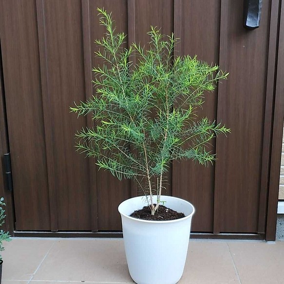 メディカルティーツリー(メラレウカ)　鉢植え　オージープランツ　苗　芳香樹 1枚目の画像