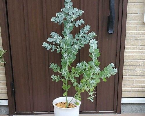 大きめ♪シルバーリーフの可愛いパールアカシア　鉢植え　観葉植物　苗　苗木