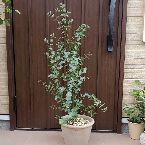 大きなユーカリグニー♡ テラコッタ鉢植え 観葉植物 大苗 苗