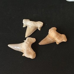 邪惡和繁榮的鯊魚牙齒化石 第1張的照片