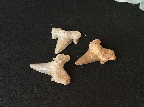 邪惡和繁榮的鯊魚牙齒化石 第1張的照片