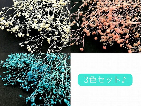 (mp_021)ミニかすみ草 全3色セット 白 ピンク 水色 ネイル レジン 材料 ドライフラワー 素材 1枚目の画像