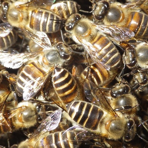 日本蜜蜂 ニホンミツバチ 蜜蝋 ミツロウ キャラメル色 50g 自家精製 