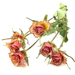 星月猫★ドライフラワー花材　ミニ薔薇6輪2本　２トーンピンク　スワッグやハーバリウムなどに 1枚目の画像
