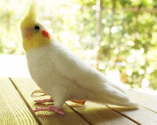 羊毛オカメインコルチノー　（O様ご予約品）