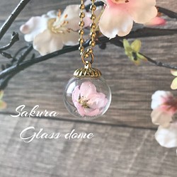小さな豆桜の小さなガラスドーム 1枚目の画像