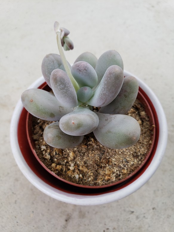 多肉植物❤星美人❤抜き苗 1枚目の画像