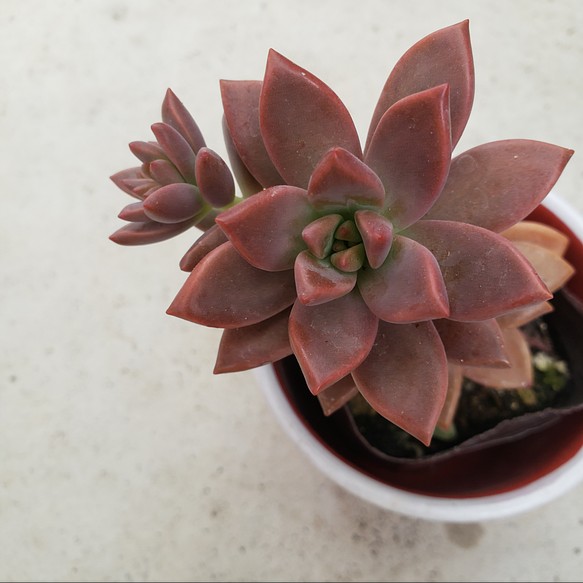 多肉植物❤カリフォルニアサンセット❤抜き苗