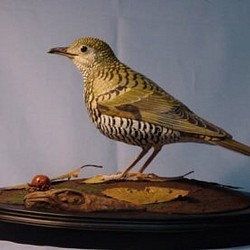 バードカービング・トラツグミ・木の鳥 1枚目の画像