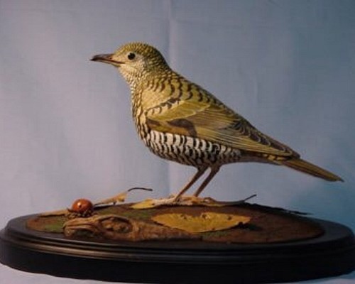 バードカービング・トラツグミ・木の鳥 彫刻 ありむら工房 通販
