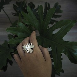 。植被之上。NO.12 小天使蔓綠絨 戒指/925銀/觀葉植物 第1張的照片