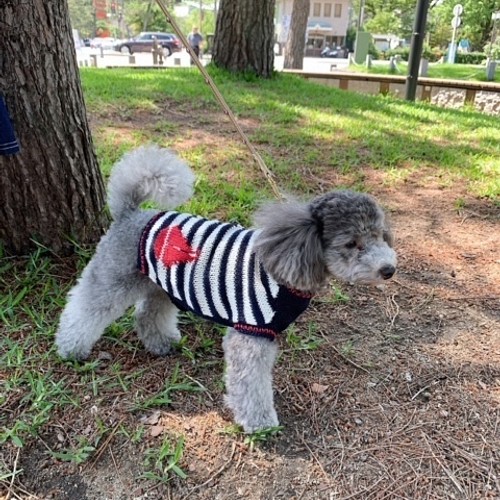 犬服 ヨット柄マリンニット ペット服・アクセサリー かっくん 通販