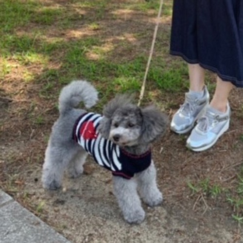 犬服 ヨット柄マリンニット ペット服・アクセサリー かっくん 通販