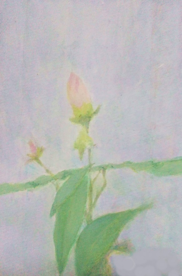 「つぼみ」　　・飽きの来ない癒しの絵　はがきサイズ　水彩（額込み）　福島房雄 1枚目の画像