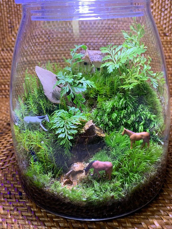 割引購入 苔リウム 植物 観葉植物