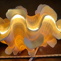 ヒレシャコガイ ヒレジャコガイ 貝 ランプ ライト 癒しの光 B 1枚目の画像