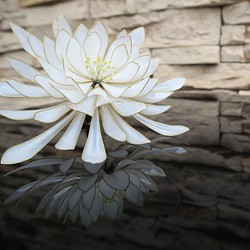 花のセレモニー〜次の美しさ 1枚目の画像