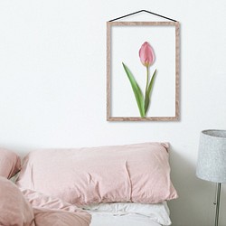 Pink Tulip / C019 / 透明ポスター 1枚目の画像