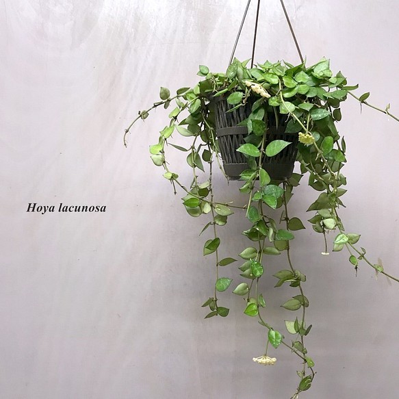 ホヤ・ラクノーサ　☘多肉植物　☘塊根植物　☘観葉植物  ☘サボテン 1枚目の画像