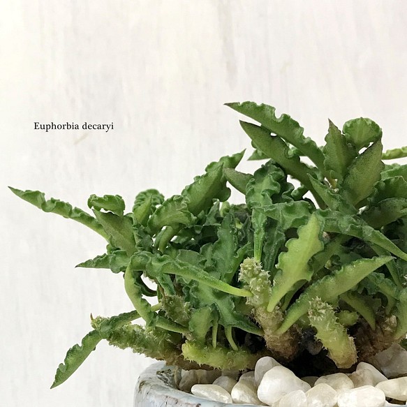 ユーフォルビア・デカリー　☘多肉植物　☘塊根植物　☘観葉植物  ☘サボテン 1枚目の画像