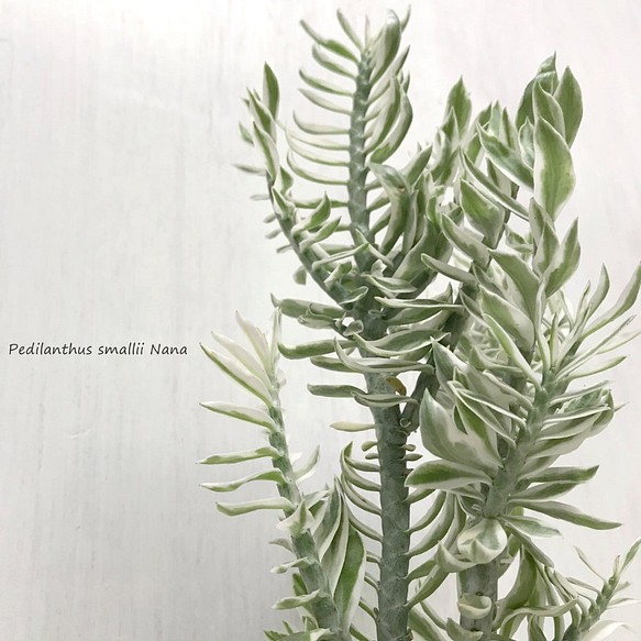 ペディランサス・ミルクハーモニー　☘多肉植物　☘塊根植物　☘観葉植物  ☘サボテン 1枚目の画像